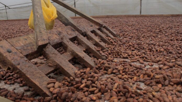 Ecuador: El sector cacaotero busca combatir la informalidad este 2023