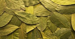 ¿Por qué se agregan hojas de laurel a la comida?