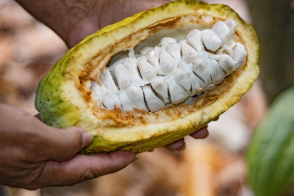 Producción de cacao en Sucre registró una pérdida del 30% ante proliferación de plagas