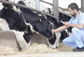Médicos veterinarios de bovinos: El futuro / Pedro Piñate