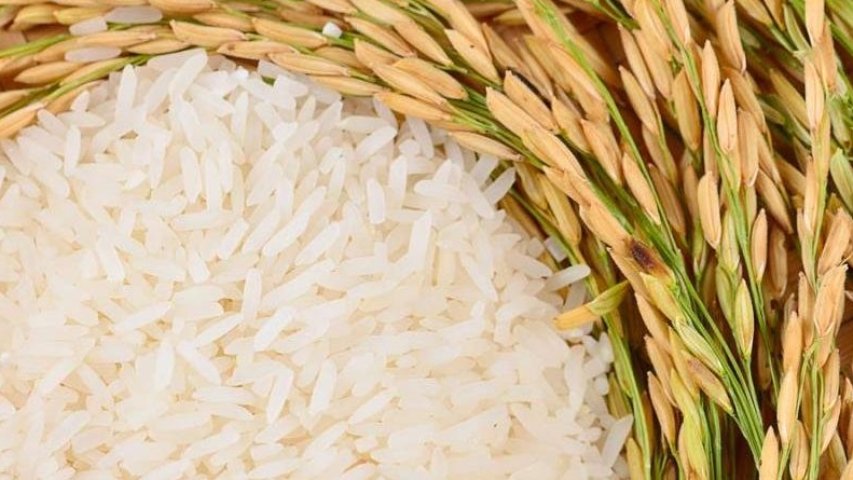 FEDEAGRO reporta una leve recuperación en la producción de arroz