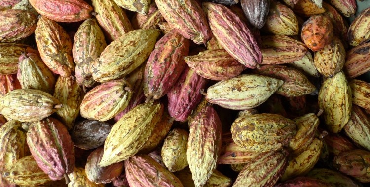 Cacao Barinés llego a Francia