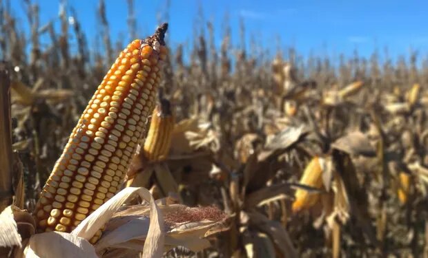 Brasil: la siembra de maíz sigue con retraso, pero la cosecha debería ser récord