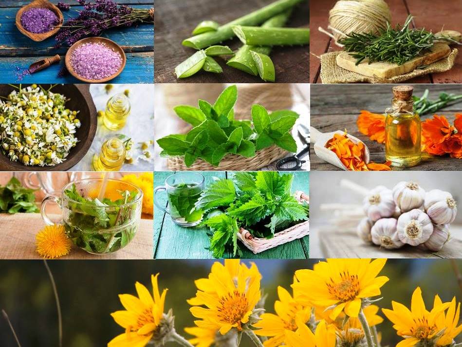 10 plantas medicinales imprescindibles en tu hogar