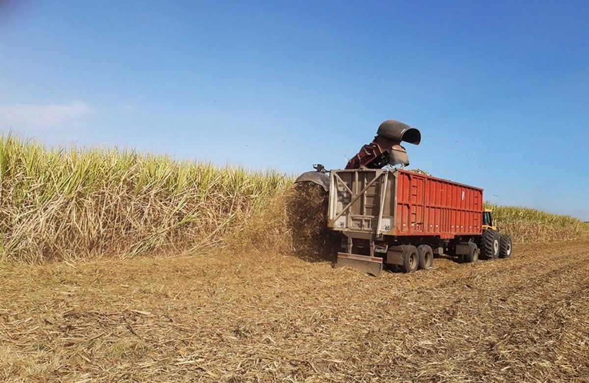 FESOCA: Sector azucarero proyecta incremento de producción para este 2023