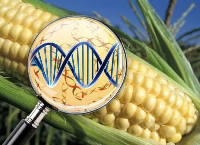 Jesús Alezones: Edición genética mediante procedimientos CRISPR Y TALENs