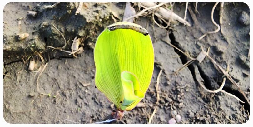 Llaman a agricultores a revisar siembras de maíz por posible ataque de gusano barredor
