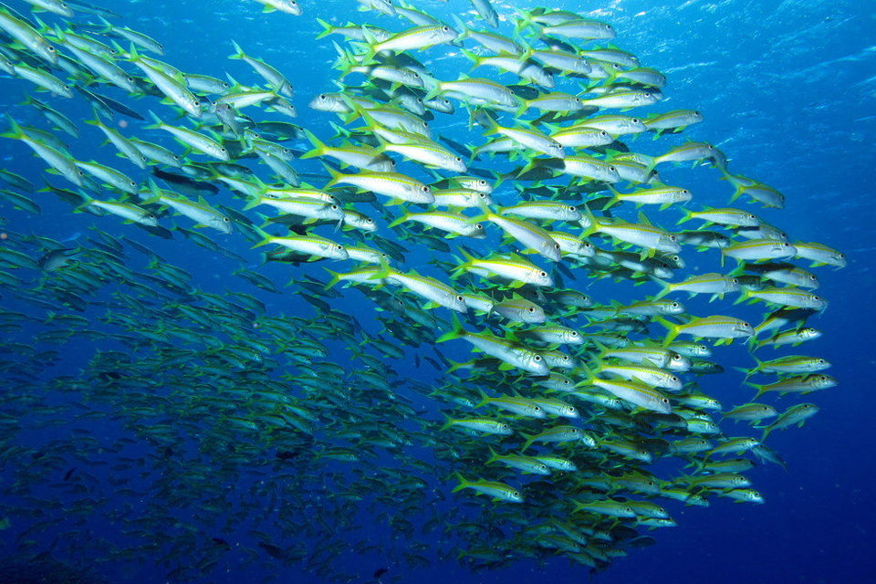 Rescatar biodiversidad y falta de investigación: algunas deudas del país con los océanos