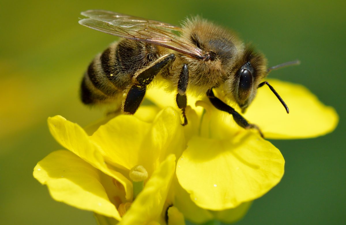 ¿Sabías lo importante que son las abejas para la humanidad?
