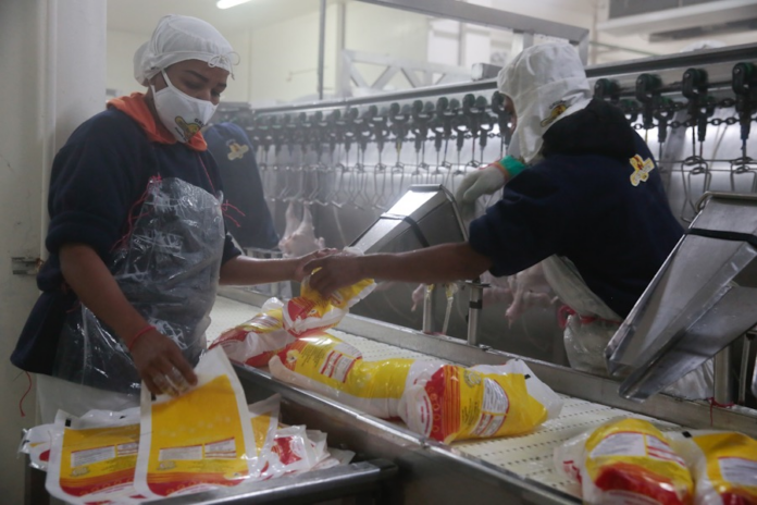 Planta avícola en Yaracuy aporta 6 millones de kilos de pollo al país