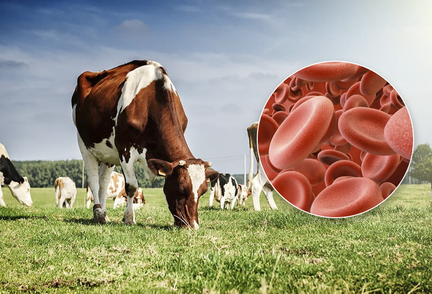 3 formas de aprovechar la hemoglobina de la sangre de las vacas