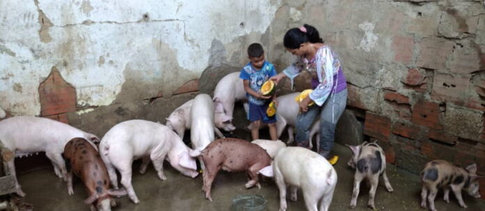 Cría de porcinos se afianza en Santa Lucía del Tuy