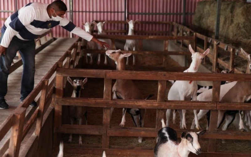 Productores de 16 estados participarán en la quinta feria ovino-caprino de Lara