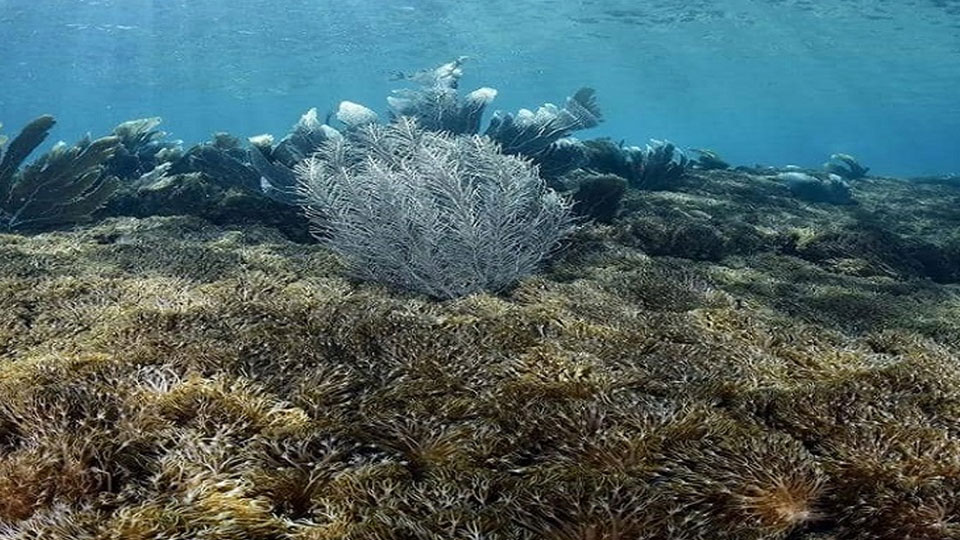Proyecto Unomia busca vías para contener e investigar coral invasivo