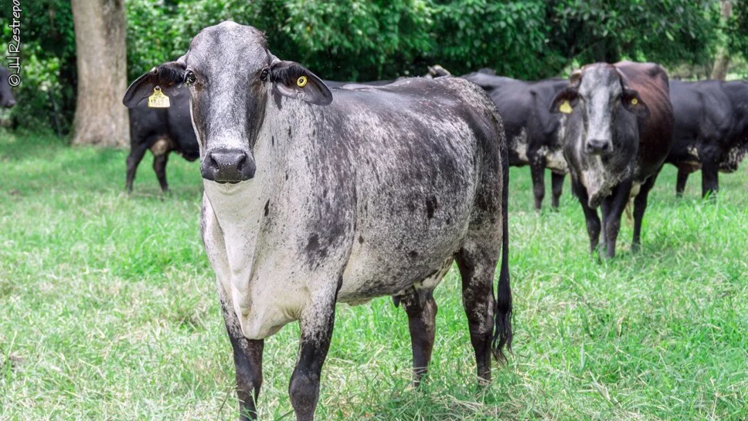 ICA investiga muerte súbita de 51 bovinos de producción de leche en Valle del Cauca