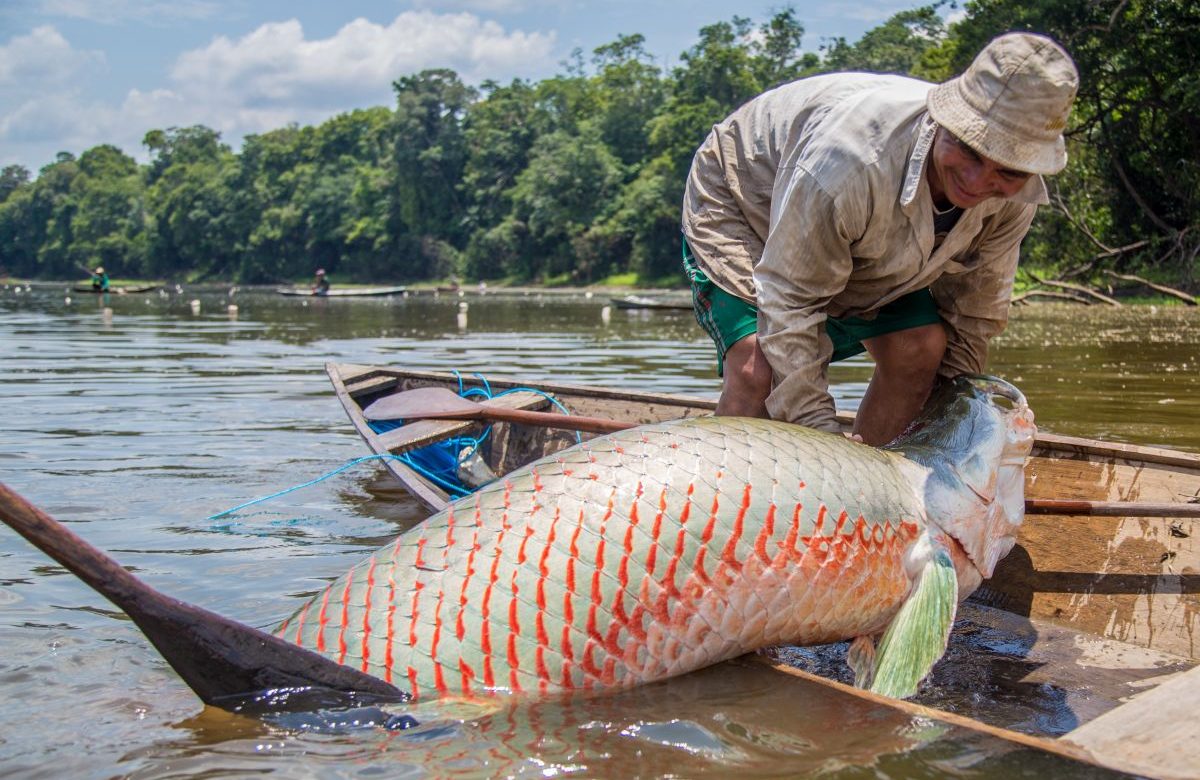 Sequía en la Amazonía y temperaturas récord provocan muerte de toneladas de peces en Brasil