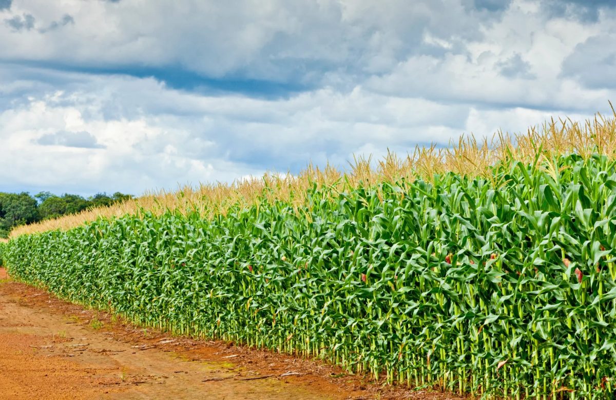 Crece el maíz en Portuguesa como cultivo multipropósito
