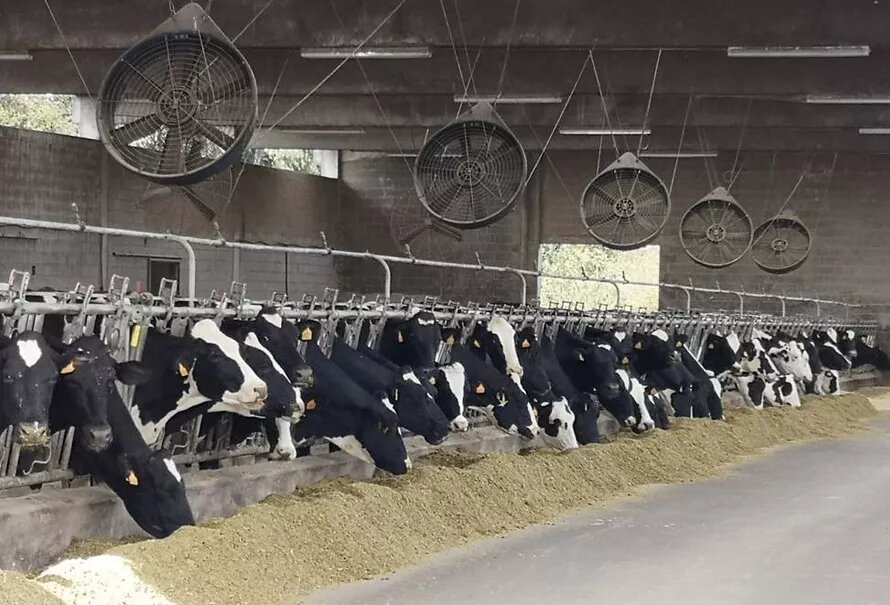 Las vacas que reciben enfriamiento 24 horas producen más leche que las que solo reciben en el día
