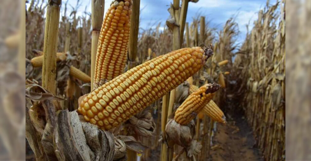 Productores del Guárico exigen la revisión de precios para la cosecha de maíz