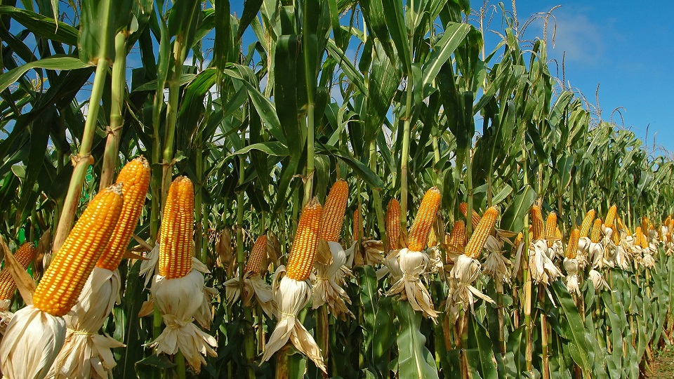 Producción de maíz en Ospino con el respaldo de Inprofec arrojó resultados altamente positivos