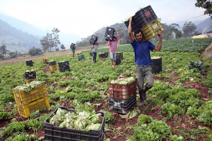 Uno de los grandes desafíos que enfrentan los Agricultores Venezolanos es la comercialización