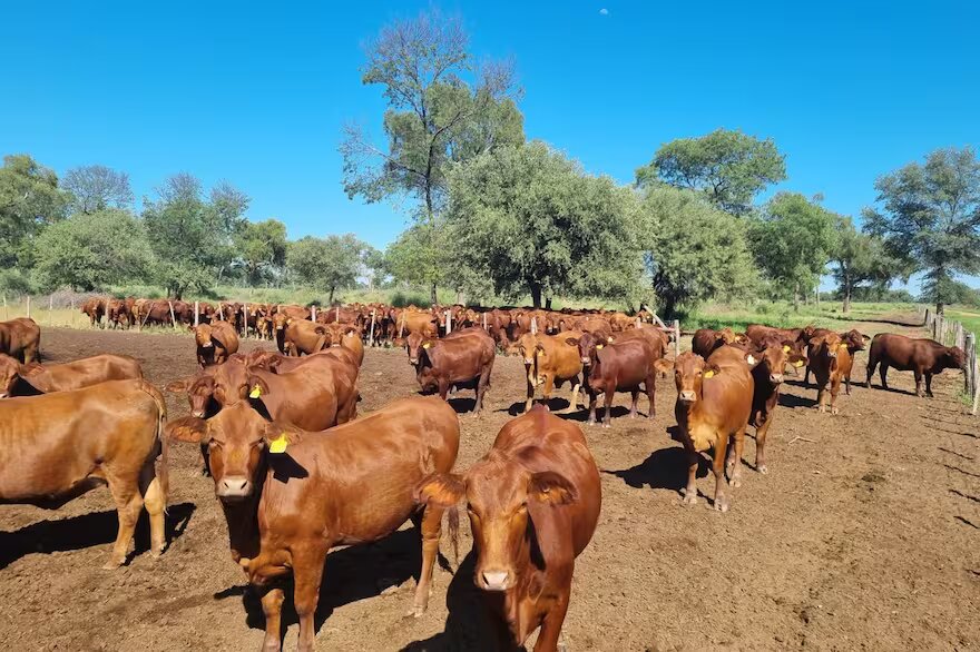 Argentina: El enfoque de la ciencia que se puede aplicar a la ganadería