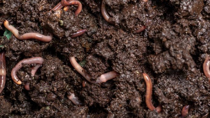 Huerto urbano: 5 datos sobre el humus de lombriz que seguro no conocías
