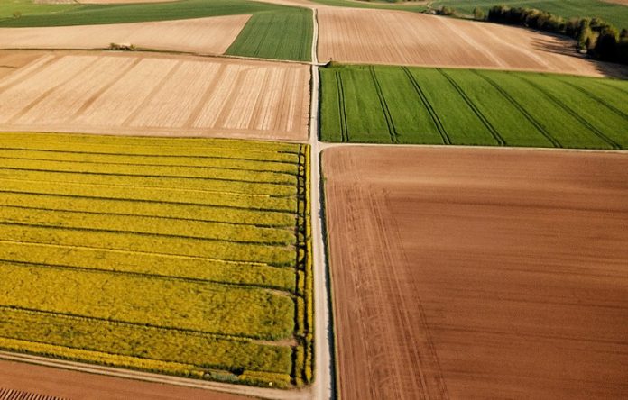 Cultivando el futuro: la revolución de la agricultura regenerativa