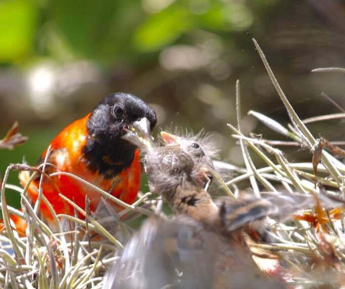 Nacen pichones de cardenalito en Aragua