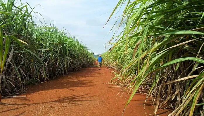 Indonesia cultivará su primera caña de azúcar transgénica tolerante a sequía