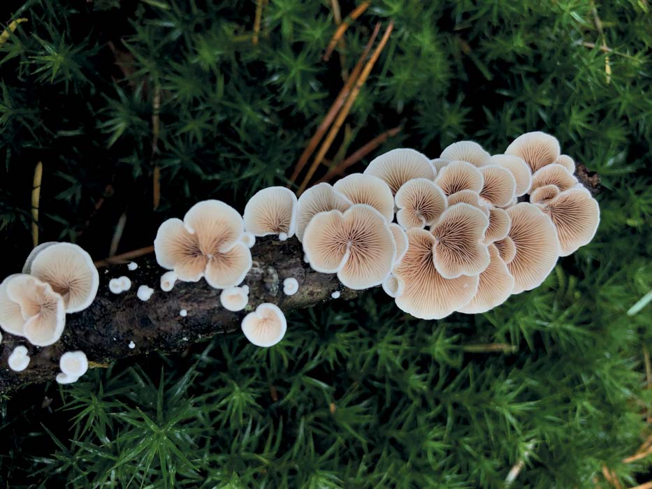 Fotografía de Guido Blokker, 2019. Unsplash