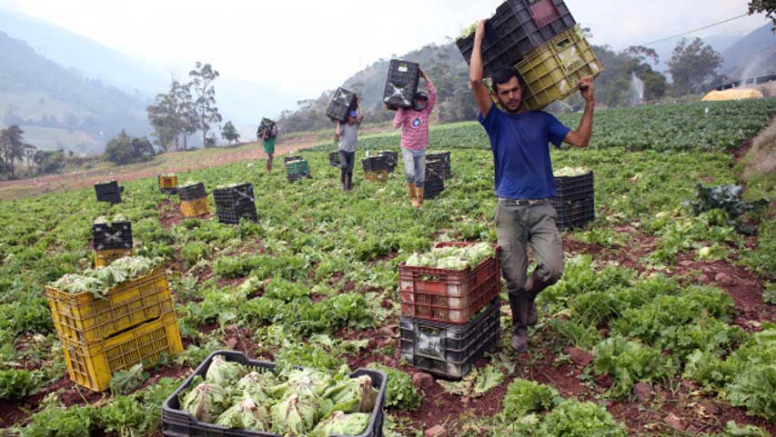 FEDEAGRO: El clima invernal favorece la exportación de hortalizas y frutas