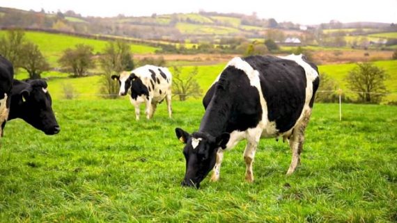 El Gobierno irlandés le pide al Campo sacrificar 200.000 vacas para reducir las emisiones y cumplir con la Agenda 2030