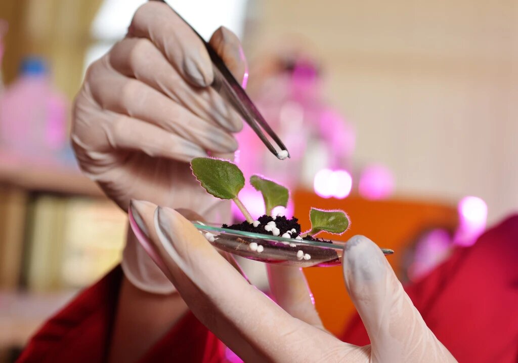 Los genetistas agrícolas pueden aplicar la tecnología de minicromosomas