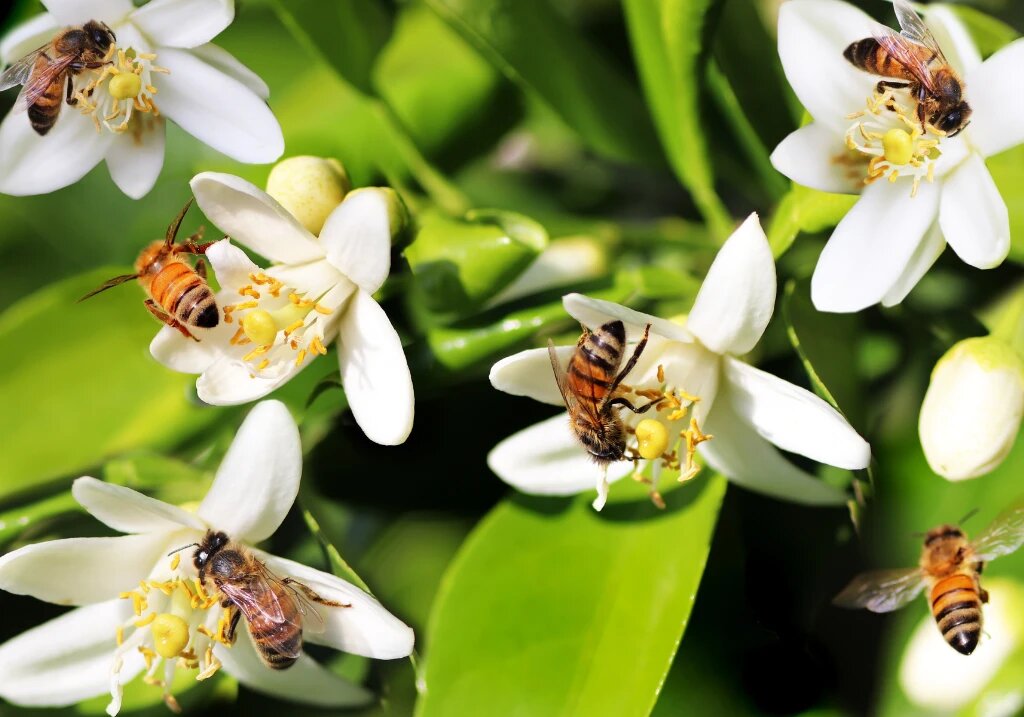 Las abejas melíferas valen $20 mil millones