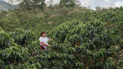 El café del futuro se cultiva en Cajamarca: región norteña traza la ruta en Perú para producir café carbono neutro