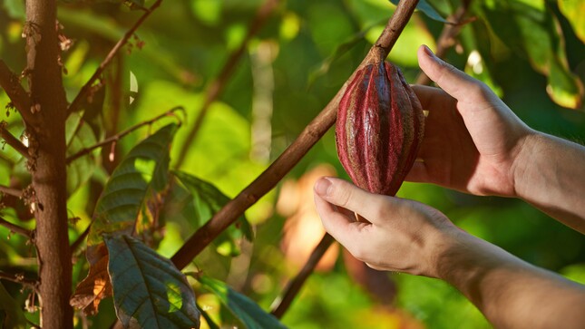 Siembra de miles de hectáreas de cacao, provocará caída de precios en los próximos 2 años”