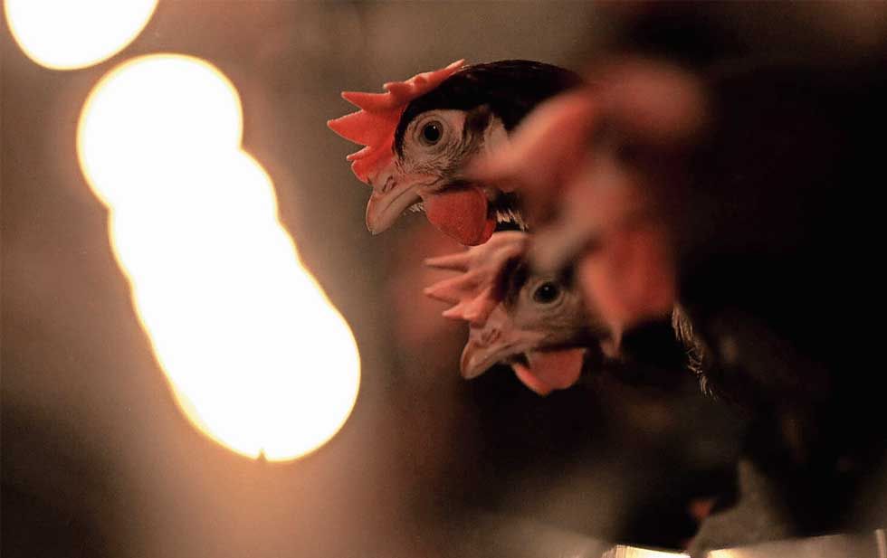 La gripe aviar se propaga por EE.UU. y un hombre se infecta en Texas: ¿cuán seguro es comer huevos y aves?