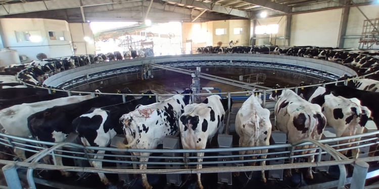 ¿Cómo se pasa de ordeñar 1.500 vacas a 14.500? Así fue el camino de Adecoagro, el mayor productor de leche del país
