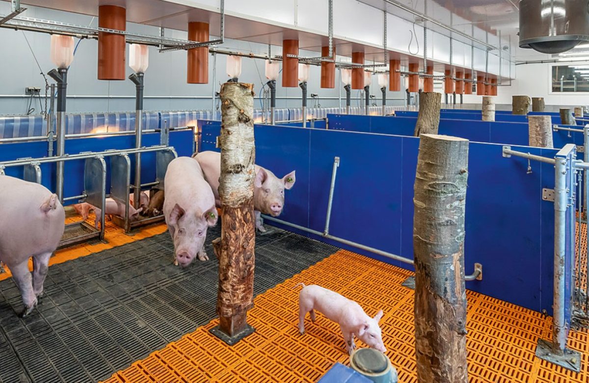 AméricaAgro y Big Dutchman sostienen alianza comercial para modernizar el sector porcino