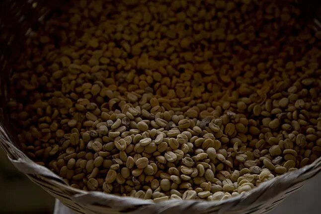 La supervivencia del café al cambio climático depende de su origen prehistórico