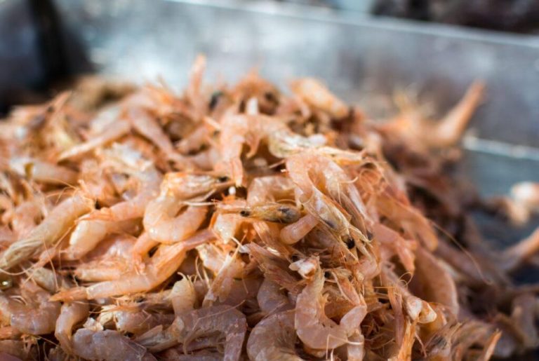 Productores de camarón cierran el trimestre con dificultades