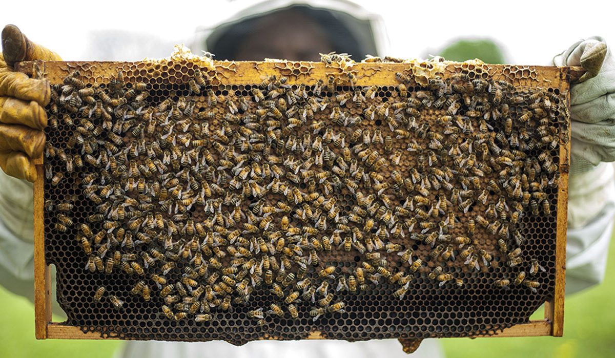 Apicultores aseguran que Venezuela cuenta con potencial para producir más de 500 toneladas de miel al año