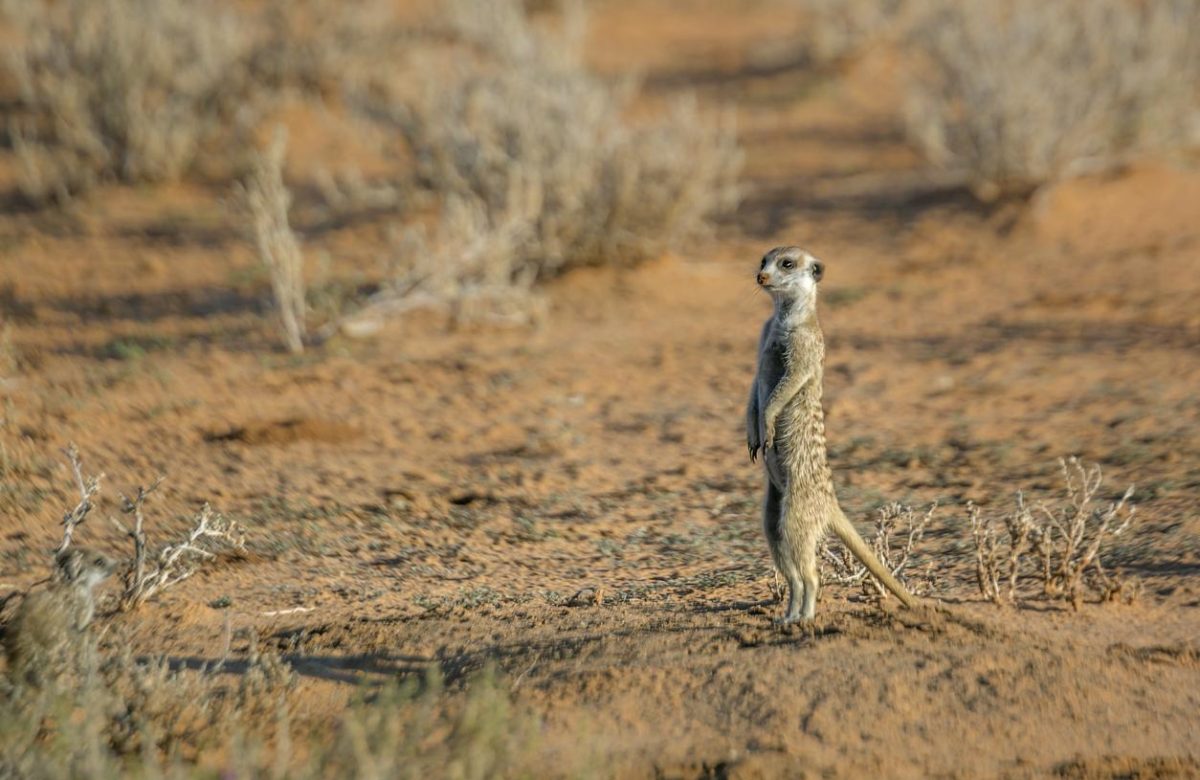 La suricata: Centinela de la sabana africana