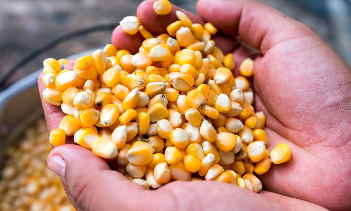 Garantizan semillas para la siembra de 400 mil hectáreas de maíz en el país