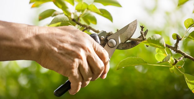 Recuerda que para podar tus árboles cítricos, independientemente de la fase lunar, debes desinfectar muy bien tus herramientas
