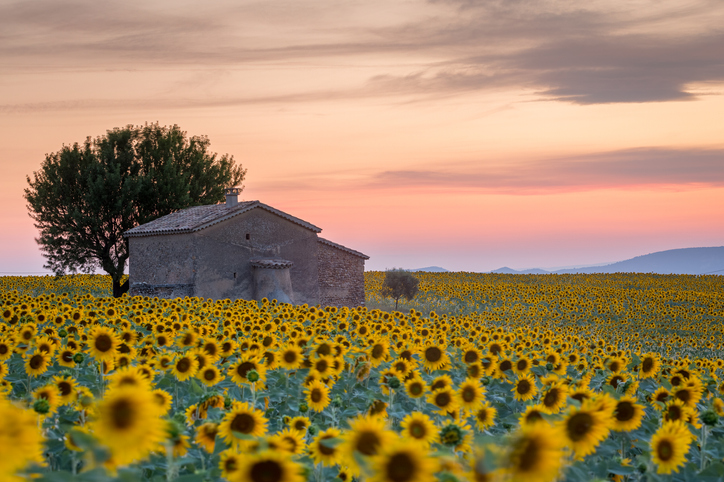 Girasoles vuelven para quedarse