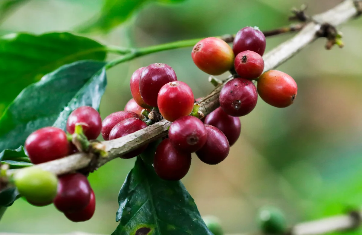¿Quiere cultivar café en casa? Aquí le damos una guía práctica paso a paso