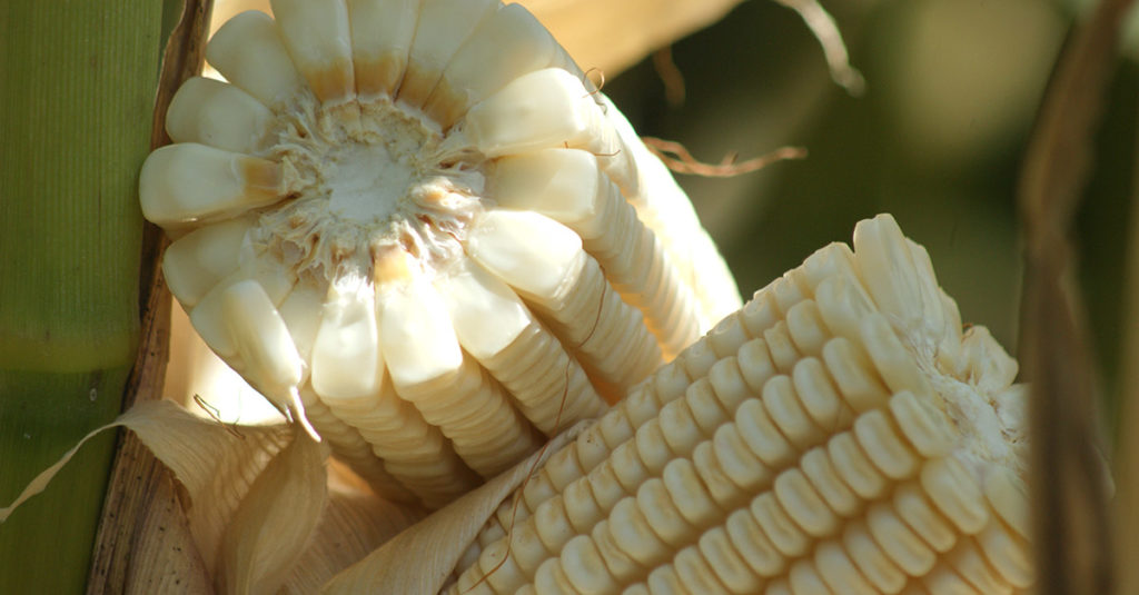 Producción de maíz blanco satisface 80% de consumo nacional
