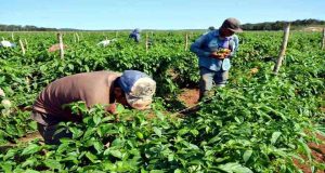 ¿Cómo funciona CrediAgro? la nueva plataforma de financiamiento para agricultores
